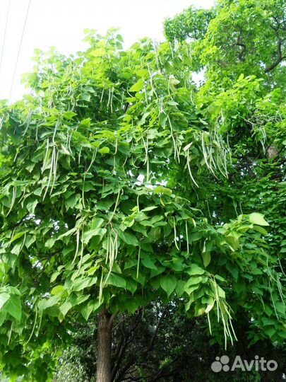 Катальпа бигнониевидная великолепная