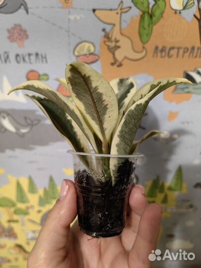 Фикус мелани вариегатный