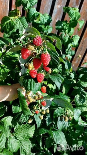 Саженцы ремонтантной малины