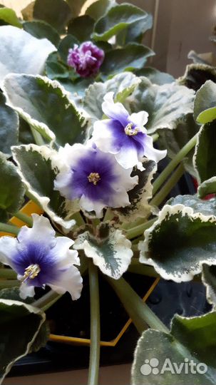 Фиалочки сортовые