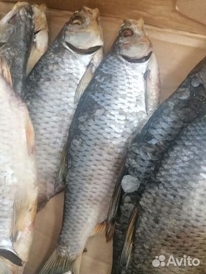 Вяленая рыба