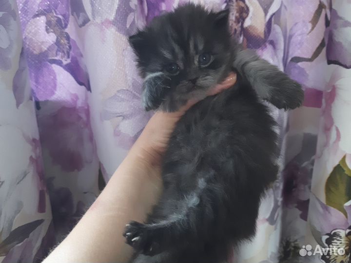 Персидская