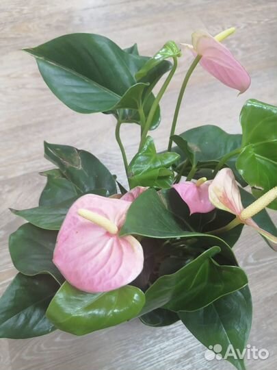 Детки антуриумов