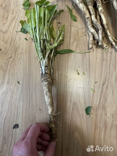 Хрен на посадку