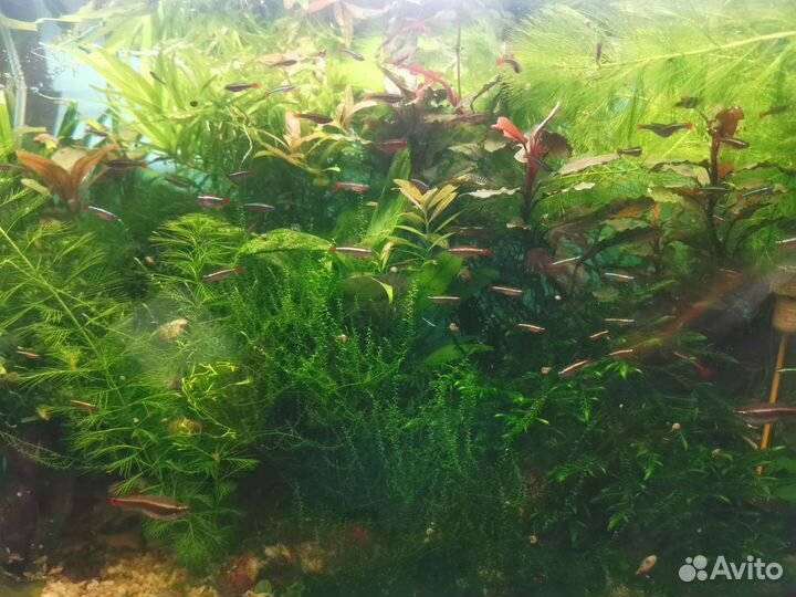 Кардиналы вуалевые