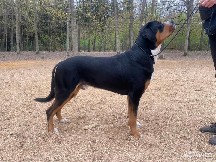 Кобель для вязки