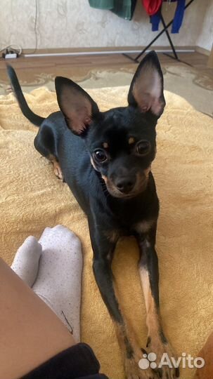 Вязка той-терьер