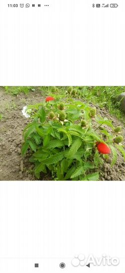 Тибетская малина