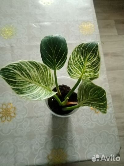 Филодендрон биркин