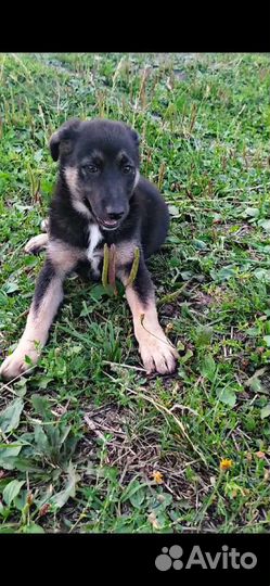 Отдам бесплатно щенки