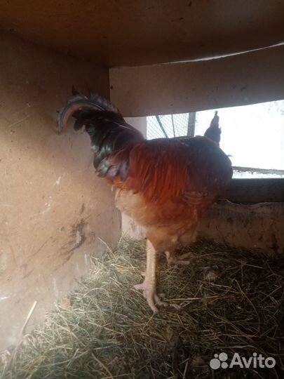 Инкубационное яйцо борковской и голошейки