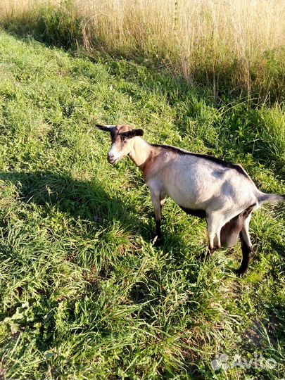 Коза дойная