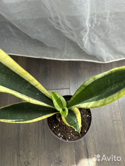 Сансевиерия сортовая