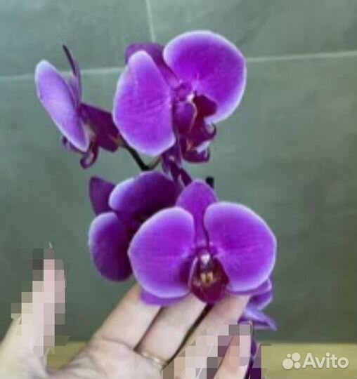 Орхидея фаленопсис Дюрбан