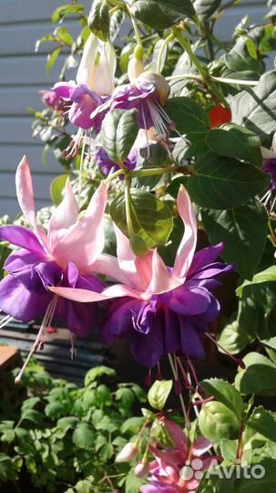 Сортовые фуксии