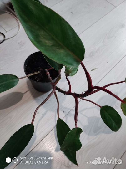 Филодендрон