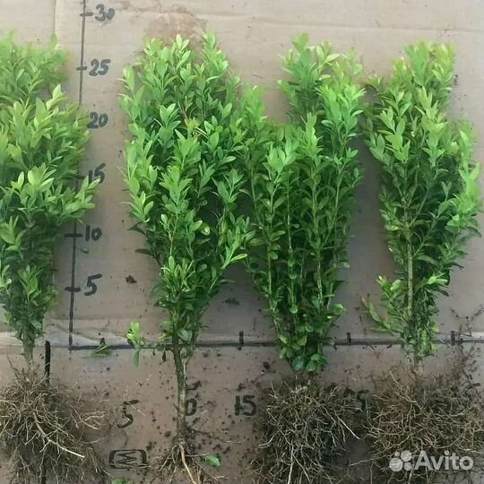 Саженцы хвойных деревьев