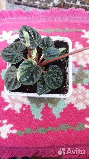 Пеперомия сморщенная