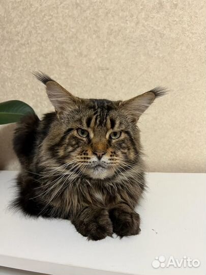 Мейн-кун Вязка