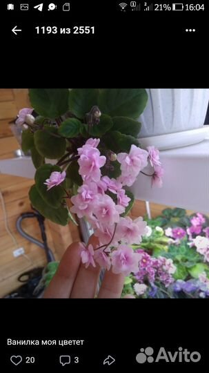 Фиалки срезом