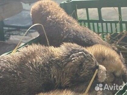 Алабай, щенок