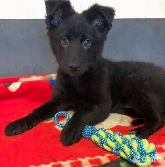 Очаровательная Тесса ищет любящий дом