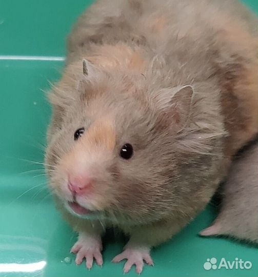 Сирийские Ангорские Хомяки Плюшевые Медвежата