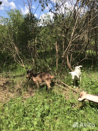 Козел на племя