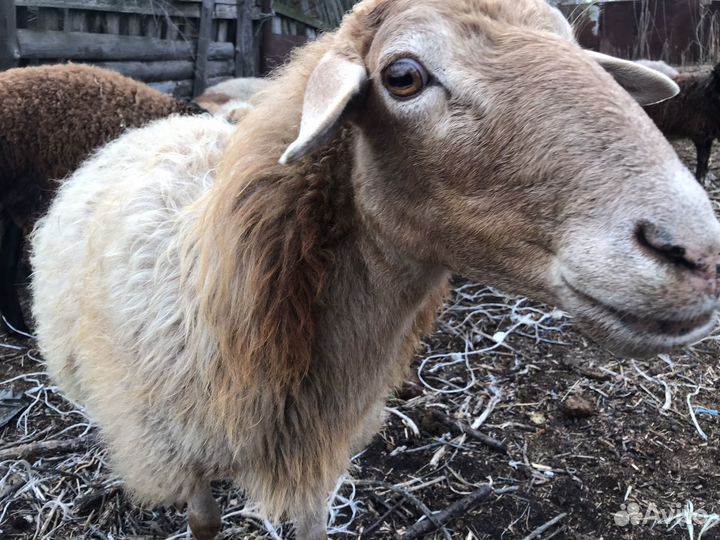Овцы бараны