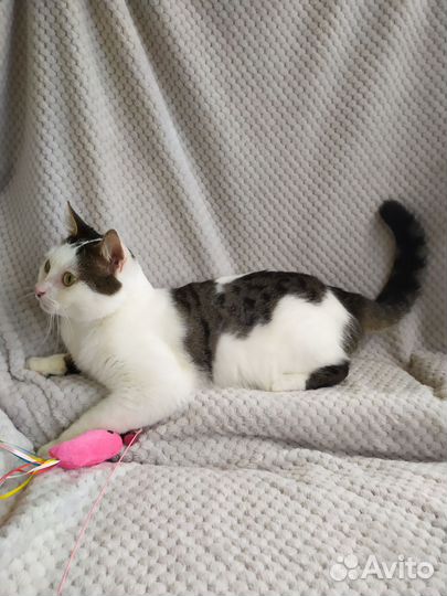 Котик в хорошие руки