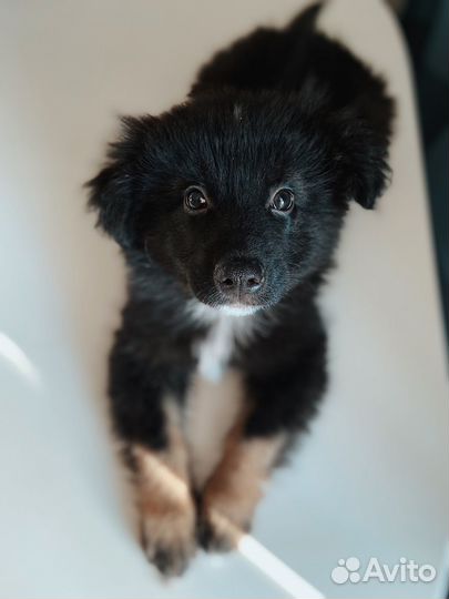 Щенок овчарки мальчик в добрые руки