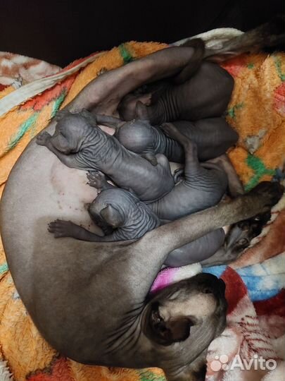 Канадский сфинкс