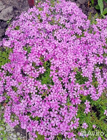 Флокс шиловидный