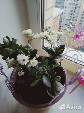 Комнатные цветы Коланхое