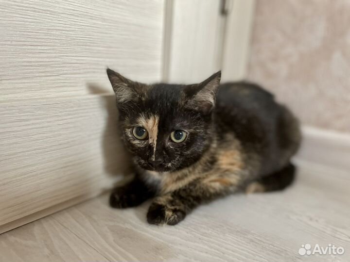 Девочки котята в добрые руки