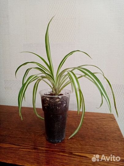 Декабрист, хлорофитум