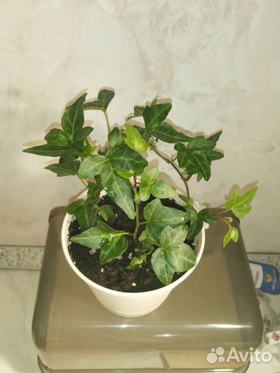 Плющ Light Finger