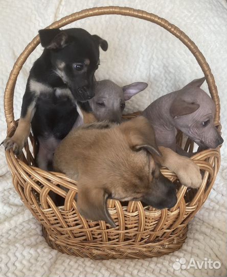 Щенки ксолоитцкуинтли