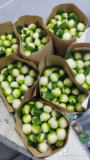 Букет цветов пионы