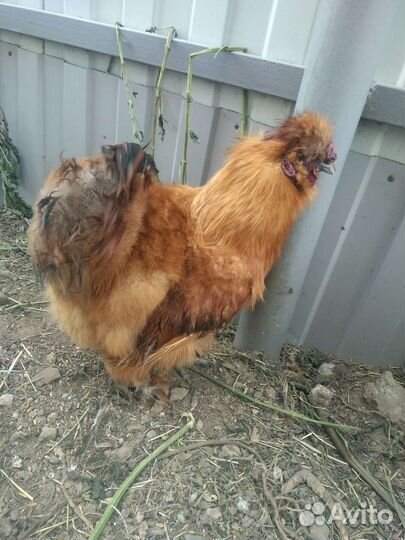 Петухи китайские шелковые и ухей илюй