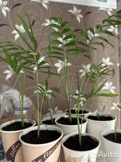 Пальма хамедорея