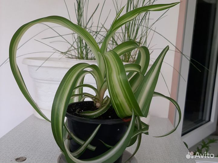 Хлорофитум кудрявый бонни