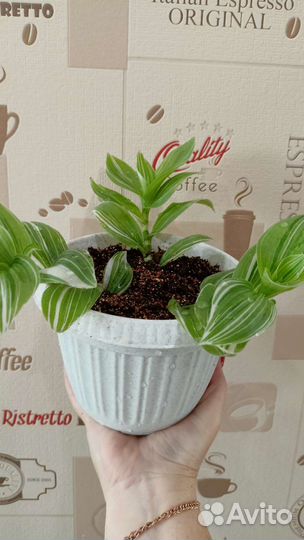 Традесканция