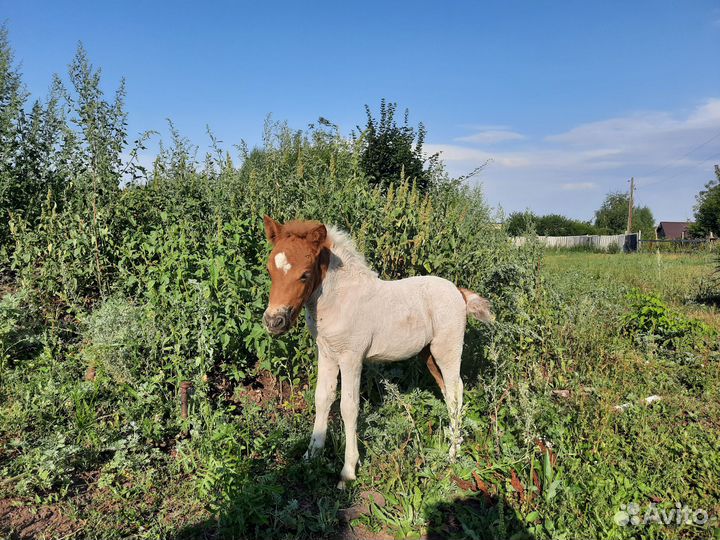 Пони.продажа обмен