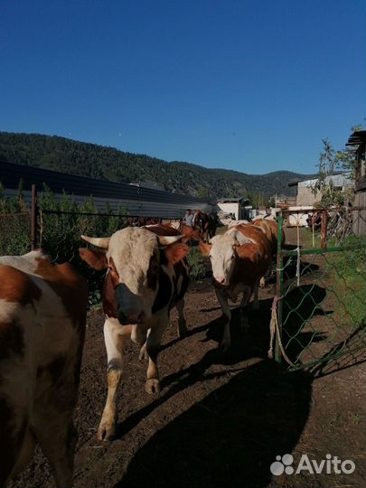 Ферма для крс