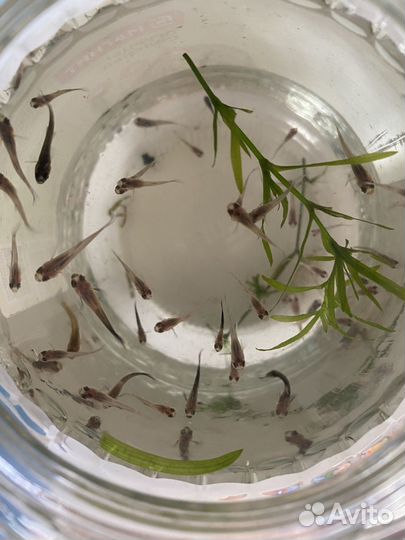 Мальки гуппи