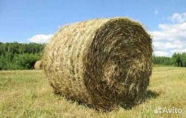 Сено в рулонах