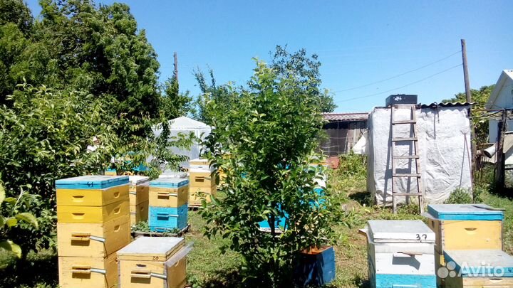 Мёд акациевый, с семейной пасеки