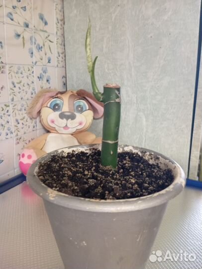 Диффенбахия