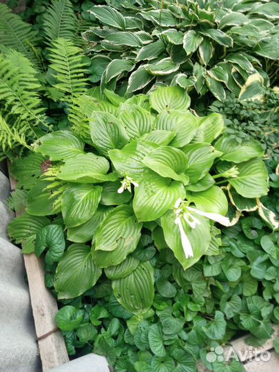 Цветы многолетники